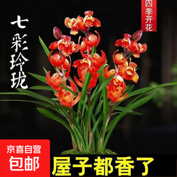 中国四川蘭　水晶紅素　7本立　花芽1 七彩兰花价格报价行情- 京东
