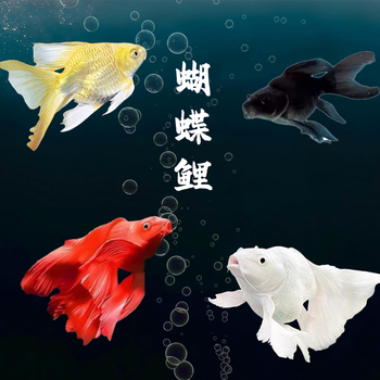东海红果鲤价格报价行情- 京东