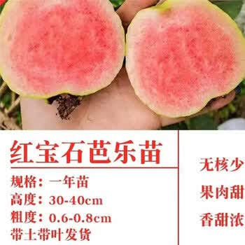 番石榴木品牌及商品- 京东