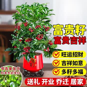 金玉满堂绿植图片- 京东