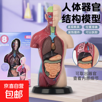 人体模型肌肉解剖型号规格- 京东