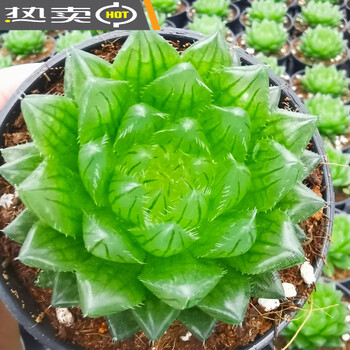 多肉植物樱水晶图片- 京东