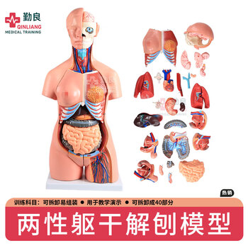 人体科学模型型号规格- 京东