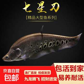 七星刀鱼价格报价行情- 京东