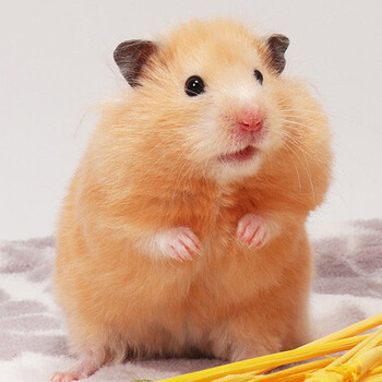 仟芸仓鼠活体 金丝熊小仓鼠宠物活体奶茶虎纹银狐老公公仓鼠活物 米熊