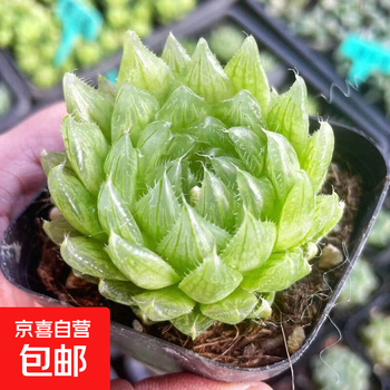 多肉植物姬玉露- 京东