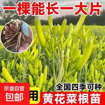 黄花菜苗排行- 京东