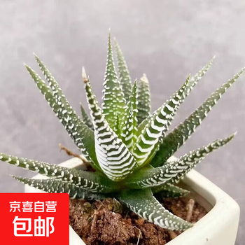 多肉植物姬玉露品牌及商品- 京东