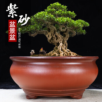 宜興紫砂鉢 多肉菖蒲蘭鉢 大盆栽 小盆栽 宜兴紫砂微型花盆价格报价行情- 京东