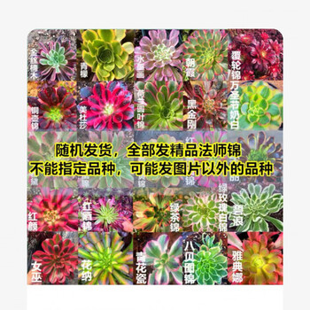 法师多肉品牌及商品- 京东