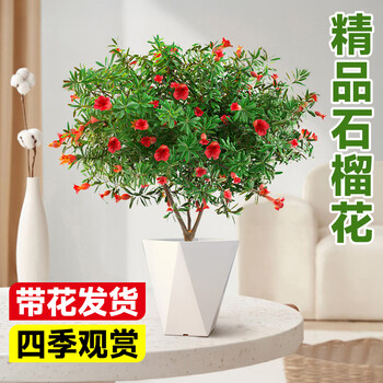 石榴花盆栽价格报价行情- 京东