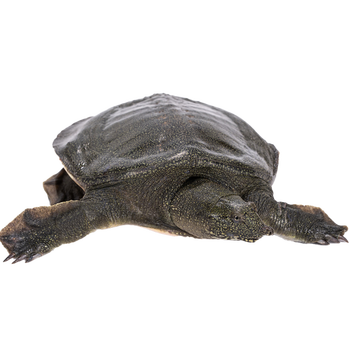 足斤活体甲鱼甲鱼活体食用大甲鱼老鳖土鳖王八批发 鲜活现抓2.5-2.