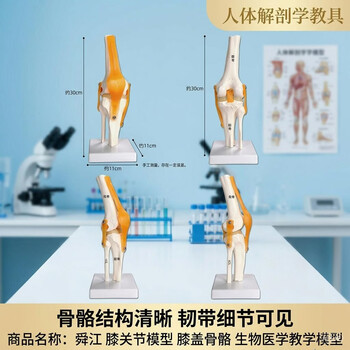 舜江 膝关节模型 膝盖骨骼 生物医学教学模型