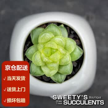 多肉植物樱水晶图片- 京东