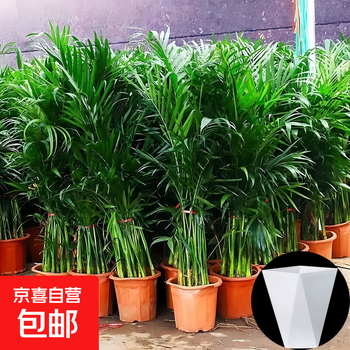 凤尾竹盆栽大价格报价行情- 京东