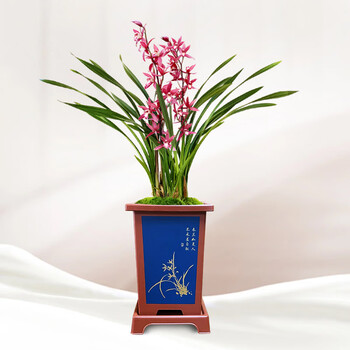 【刘阁兰花墨兰】刘阁兰花墨兰报岁兰紫元素当年开花浓香好养花卉盆栽