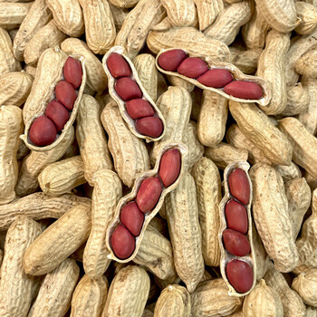 橙伯乐 种子森林 东北新红皮花生带壳生花生四粒红花生米农家自种名家