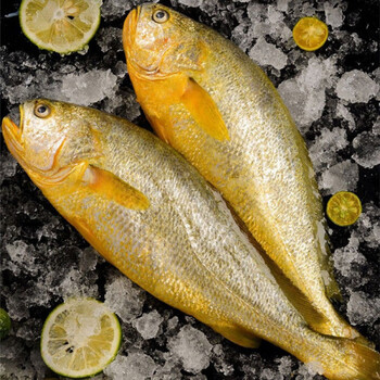 新鲜大花鱼大鱼鱼类海鲜水产鲜活冷冻大海鱼鲜鱼生鲜 净重8斤(8条鱼)