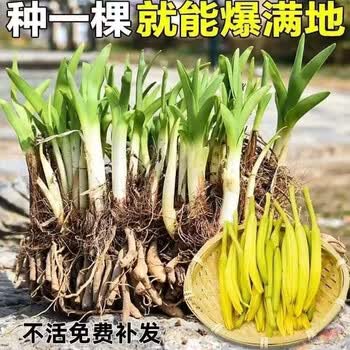 黄花菜种植价格报价行情- 京东