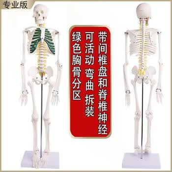 人体脊椎模型图片- 京东