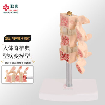 人体脊椎模型品牌及商品- 京东