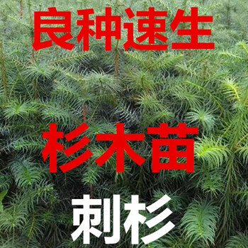 杉木苗木型号规格- 京东