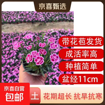 石竹花苗型号规格- 京东