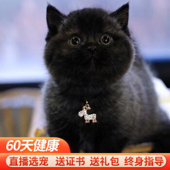 黑猫宠物新款- 黑猫宠物2021年新款- 京东