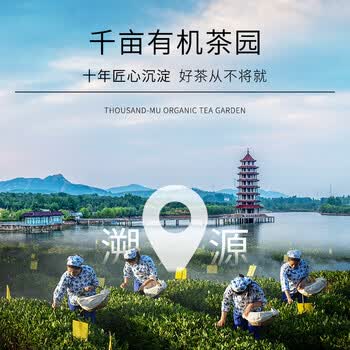 日照绿茶2026新茶横山天湖有机茶浓香型板栗香一级125g印象袋装山东特产