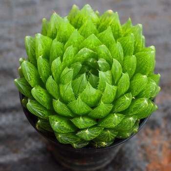 多肉植物樱水晶图片- 京东