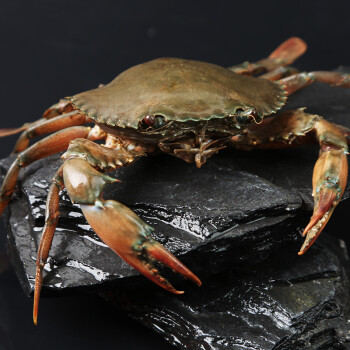 【鲜活】味库 进口满膏螃蟹 150g/只 黑蟹3只装 海鲜水产