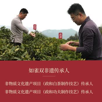 政和白茶雀实香政和白茶白牡丹王特级头采80g罐装口粮头春茶叶