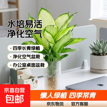 植物盆栽万年青品牌及商品- 京东