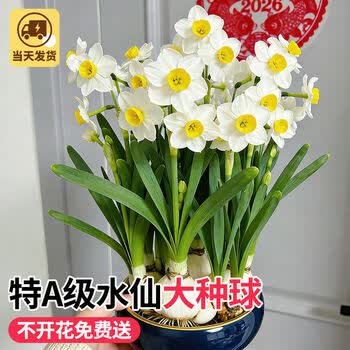 水仙球特大价格报价行情- 京东