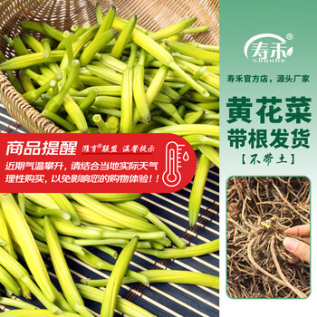 种黄花菜- 京东