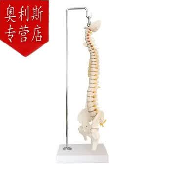 椎体模型品牌及商品- 京东