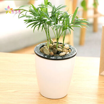 白掌盆栽花卉绿植 绿萝吊兰富贵竹室内客厅办公室桌面 懒人盆栽植物