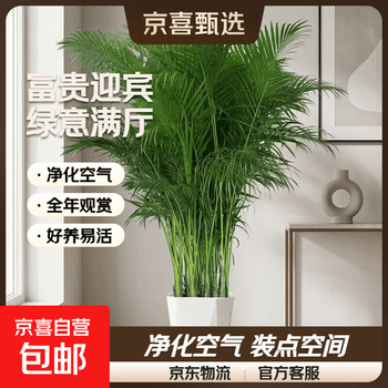 凤尾竹盆栽大价格报价行情- 京东