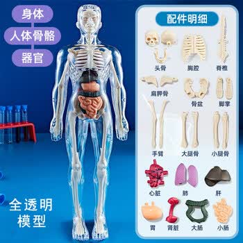 人体解剖模型价格报价行情- 京东
