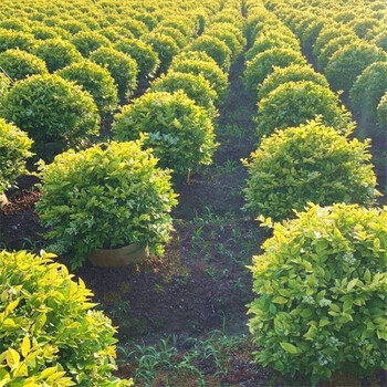 棒棒糖造型小叶女贞球别墅四季常青绿篱植物庭院风景楼顶绿化球形