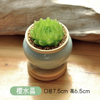 多肉植物樱水晶图片- 京东