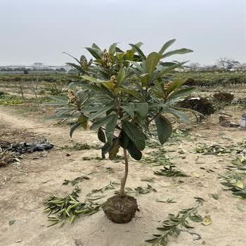 现挖白玉枇杷带叶带土球发货白玉枇杷果树苗南方北方庭院种植 根茎粗