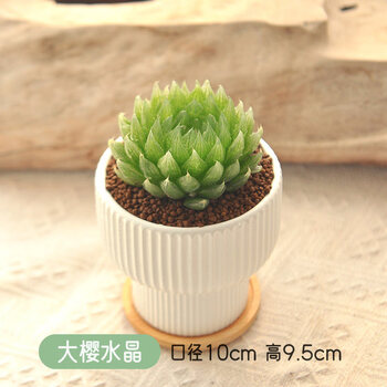 多肉植物樱水晶图片- 京东