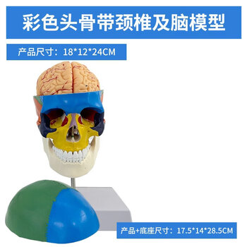 头骨模型人型号规格- 京东