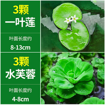 水芙蓉 水芙蓉植物品牌及商品- 京东