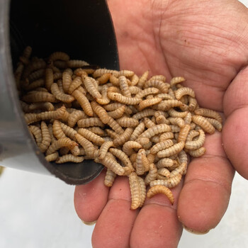 武汉天·元邓刚黑水虻活体幼虫鱼饵翘嘴观赏鱼虾螃蟹龙虾诱饵蚯蚓红虫