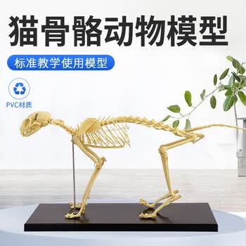 骨头模型型号规格- 京东