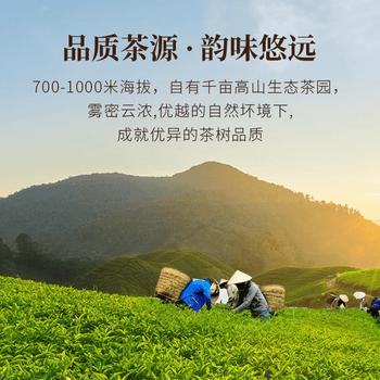 宋凰乌龙茶凤凰单丛鸭屎香单枞蜜兰香组合装特级400g中火礼盒装送长辈