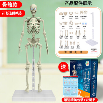 骨头模型型号规格- 京东