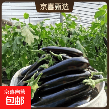 茄瓜 自然之星茄瓜价格报价行情- 京东